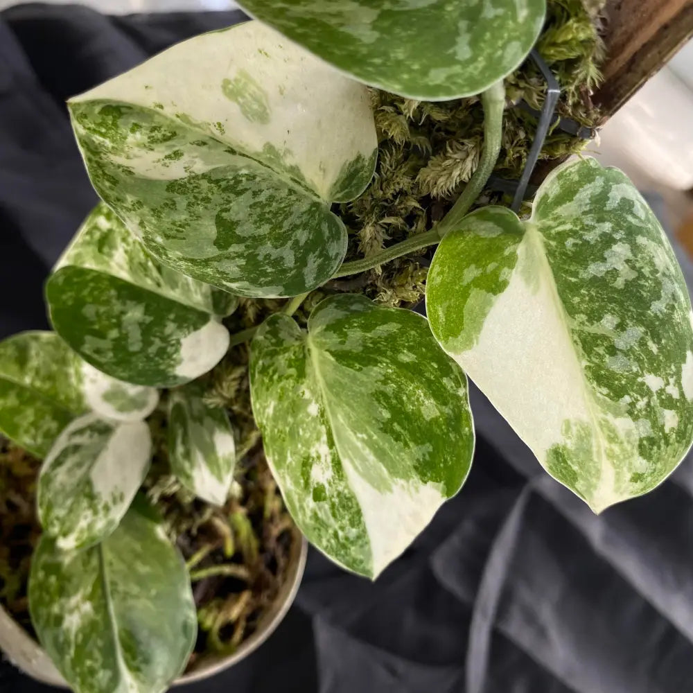 Borneo Scindapsus Mayari house plant in a pot, featuring lush green variegated leaves suitable for indoor decor.