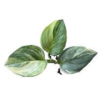 Borneo Scindapsus Rubicon house plant in a pot with lush green and variegated leaves, ideal for indoor decoration.