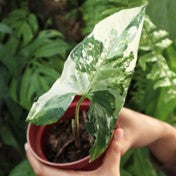 Borneo Syngonium Albo house plant with white variegated leaves in a pot, showcasing lush green and white foliage.