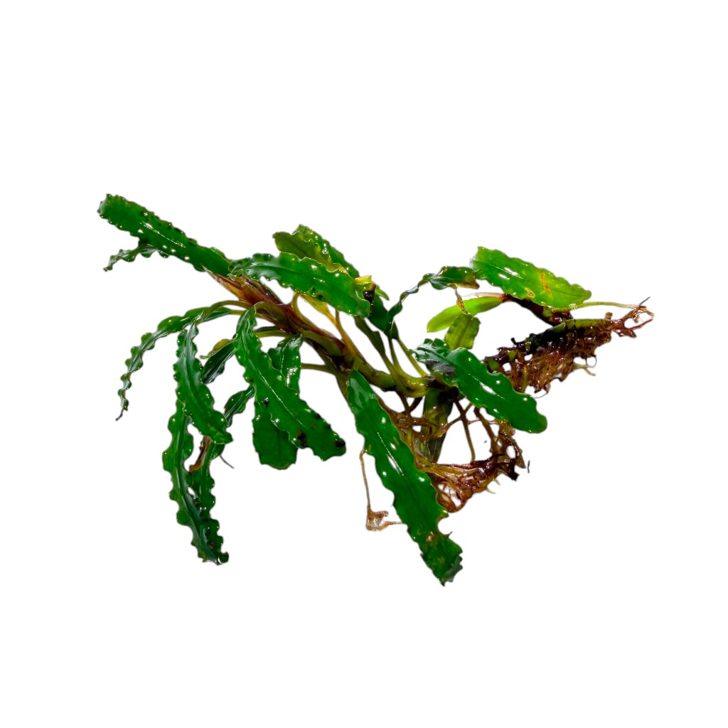 Bucephalandra Biblis