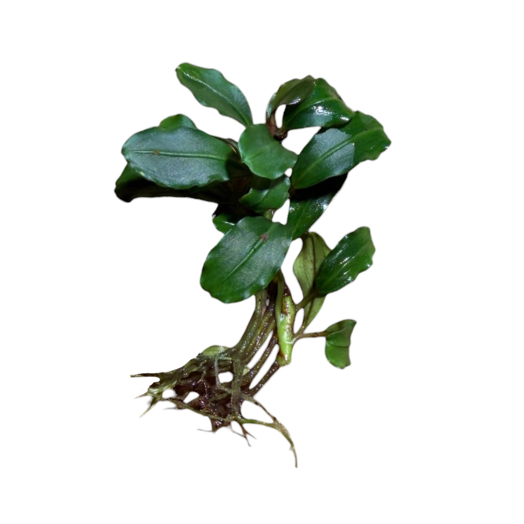Bucephalandra Boyan