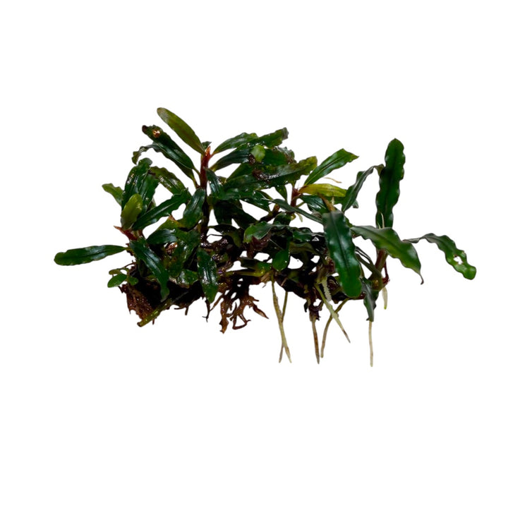 Bucephalandra Broad Wavy
