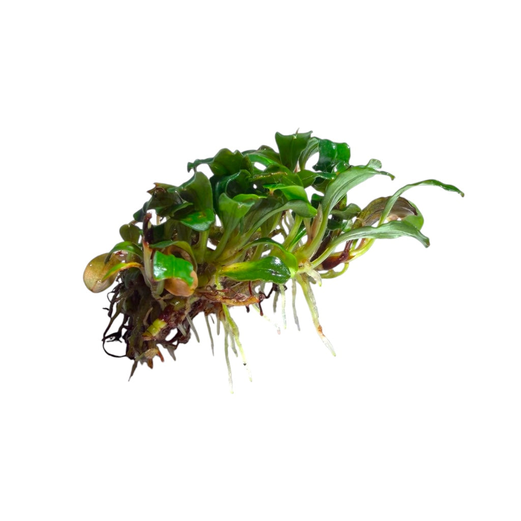 Bucephalandra Lamandau Mini