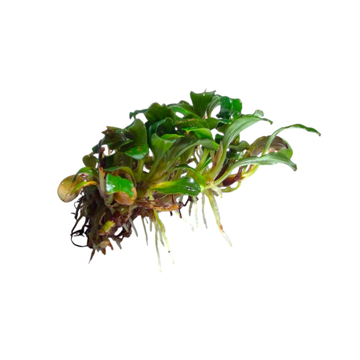Bucephalandra Lamandau Mini