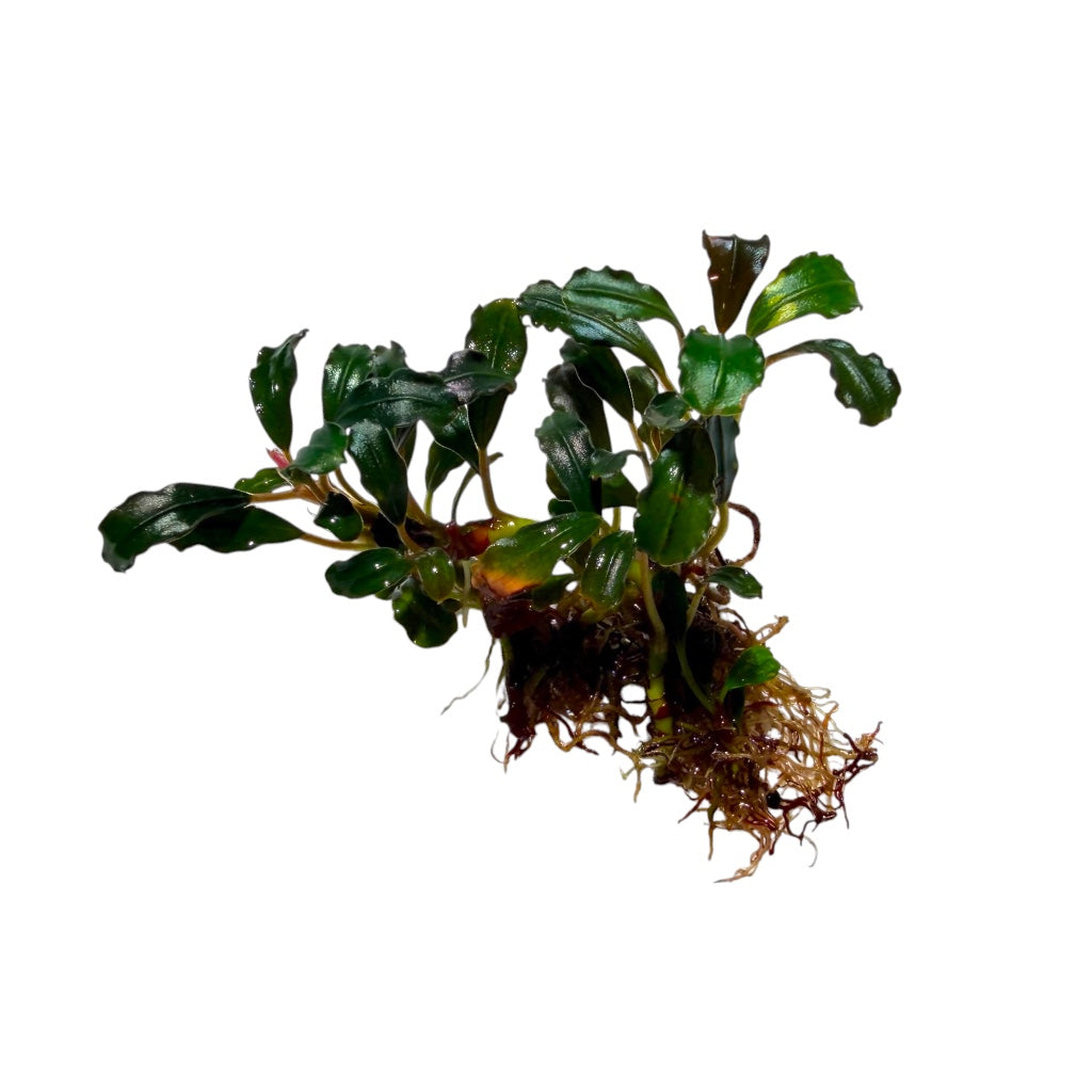 Bucephalandra Lamandau Round