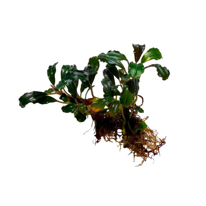 Bucephalandra Lamandau Round