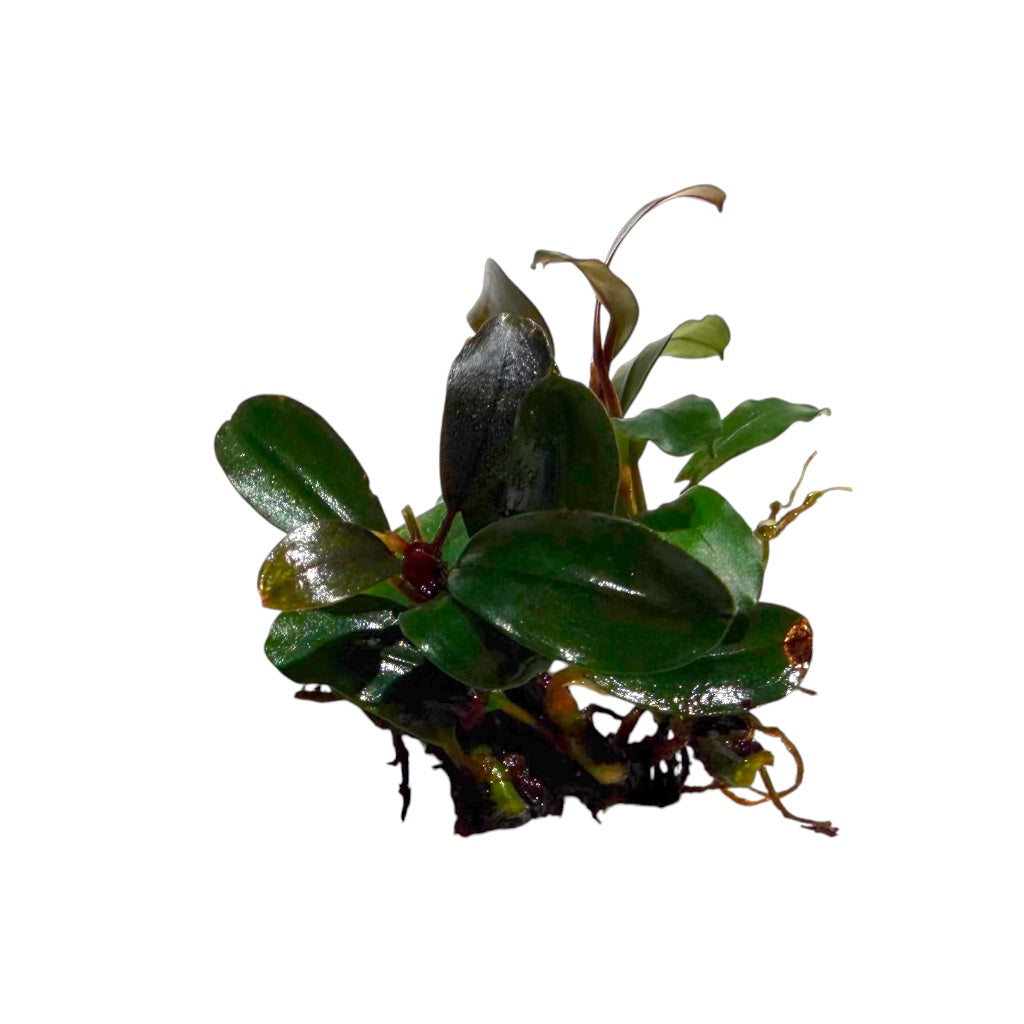 Bucephalandra Mini Venus
