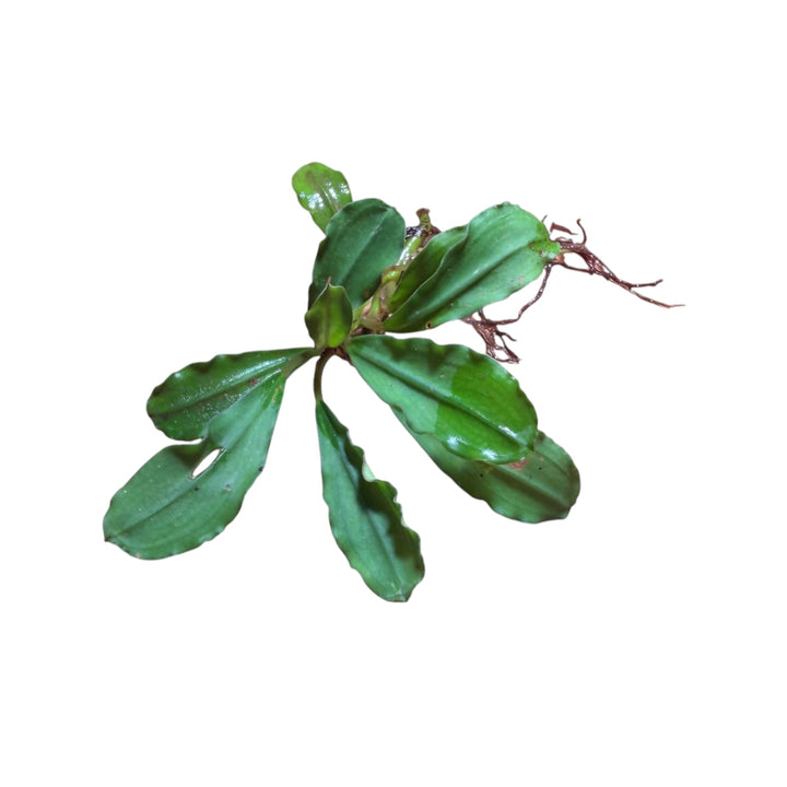 Bucephalandra Super blue