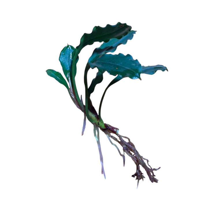 Bucephalandra Super blue