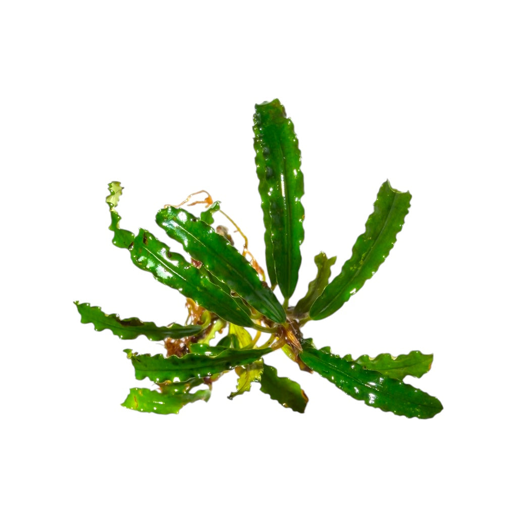 Bucephalandra Biblis