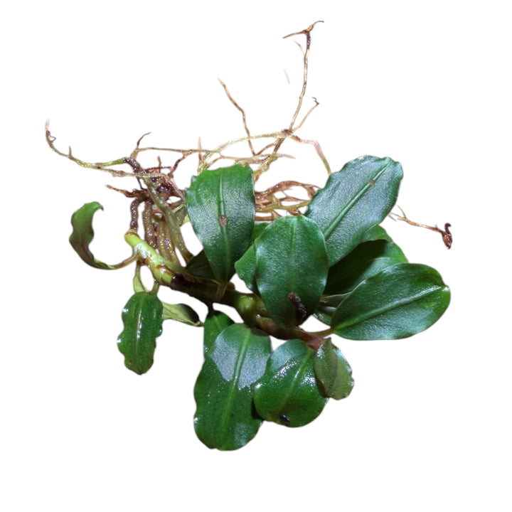 Bucephalandra Boyan