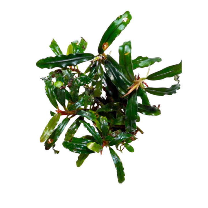 Bucephalandra Broad Wavy