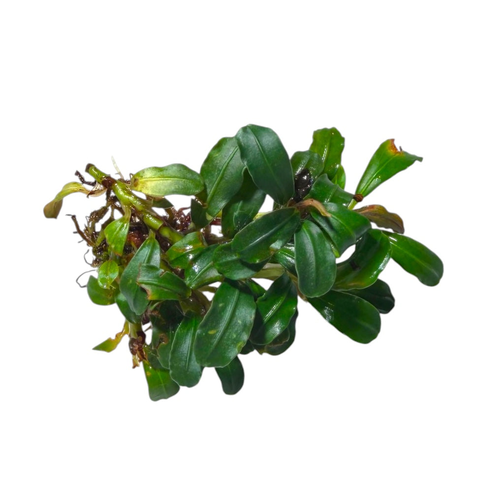 Bucephalandra Lamandau Mini