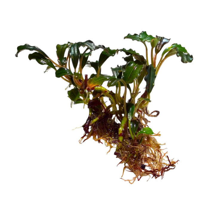 Bucephalandra Lamandau Round