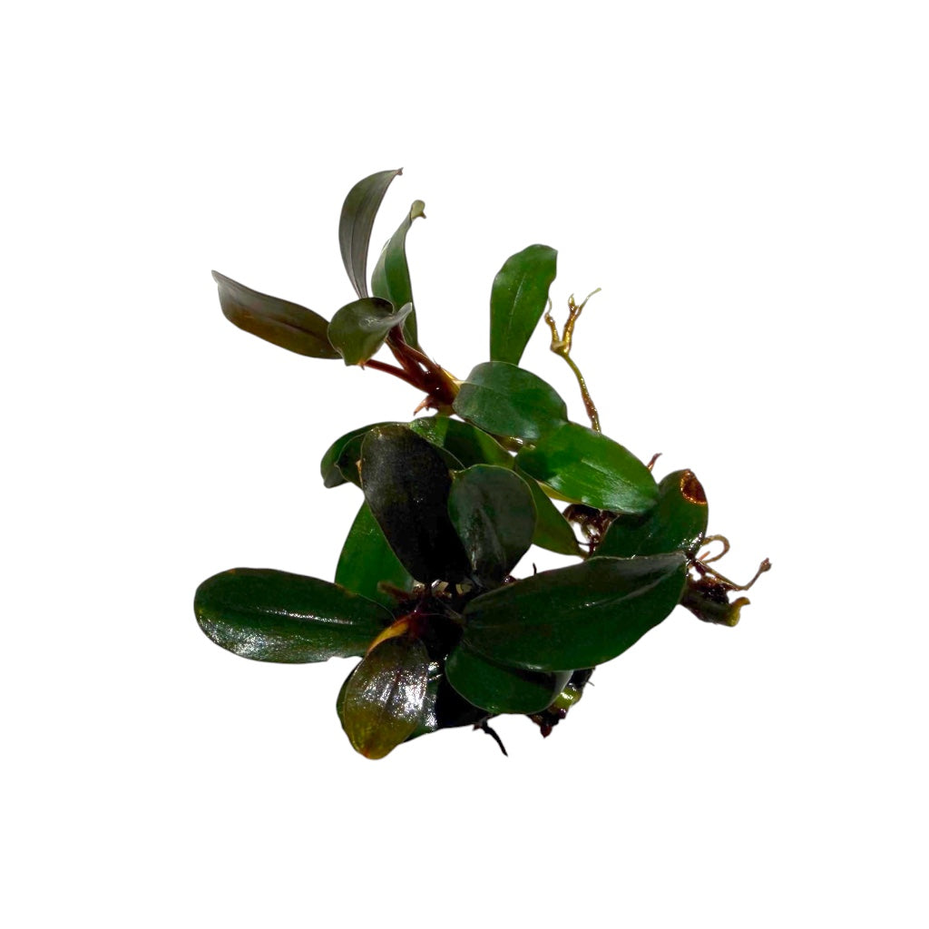 Bucephalandra Mini Venus