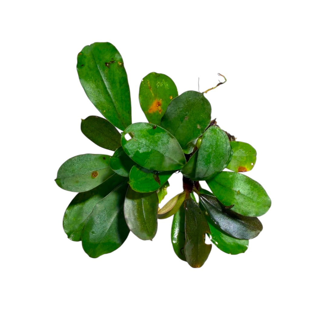 Healthy Bucephalandra Apple Leaf aquatic plant from Cuboid Nature Aquarium, showcasing vibrant green leaves for freshwater aquariums.