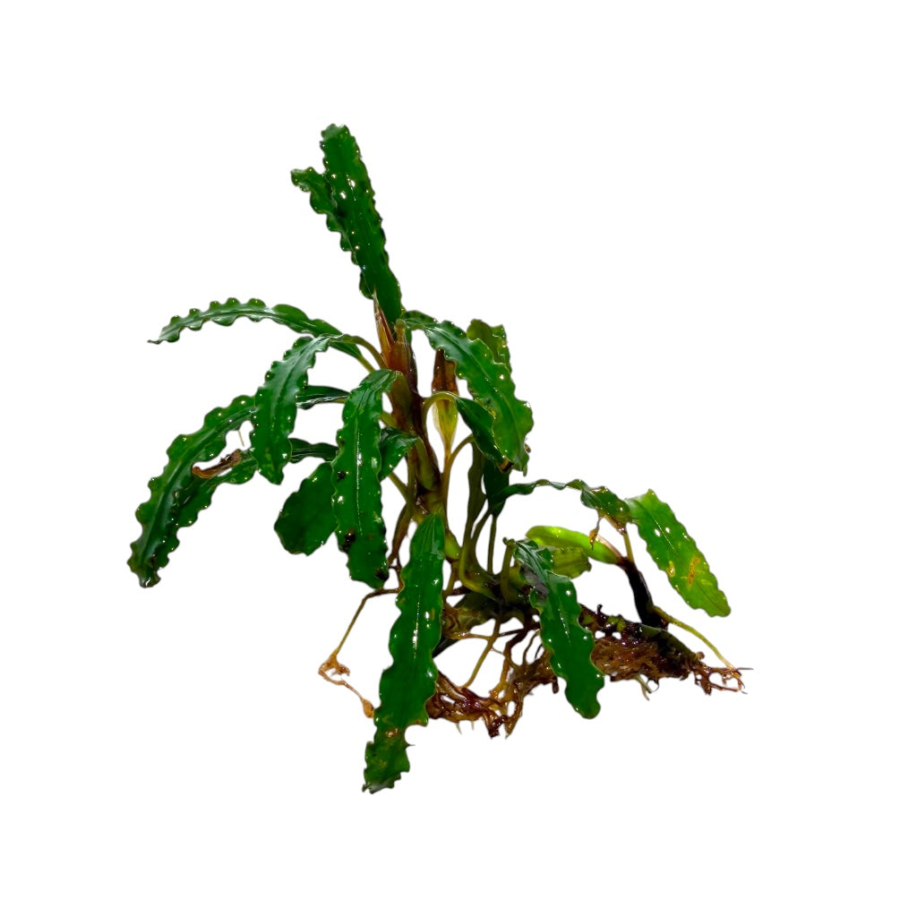 Bucephalandra Biblis