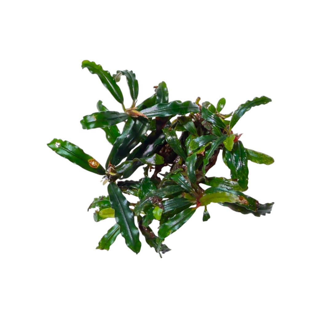 Bucephalandra Broad Wavy