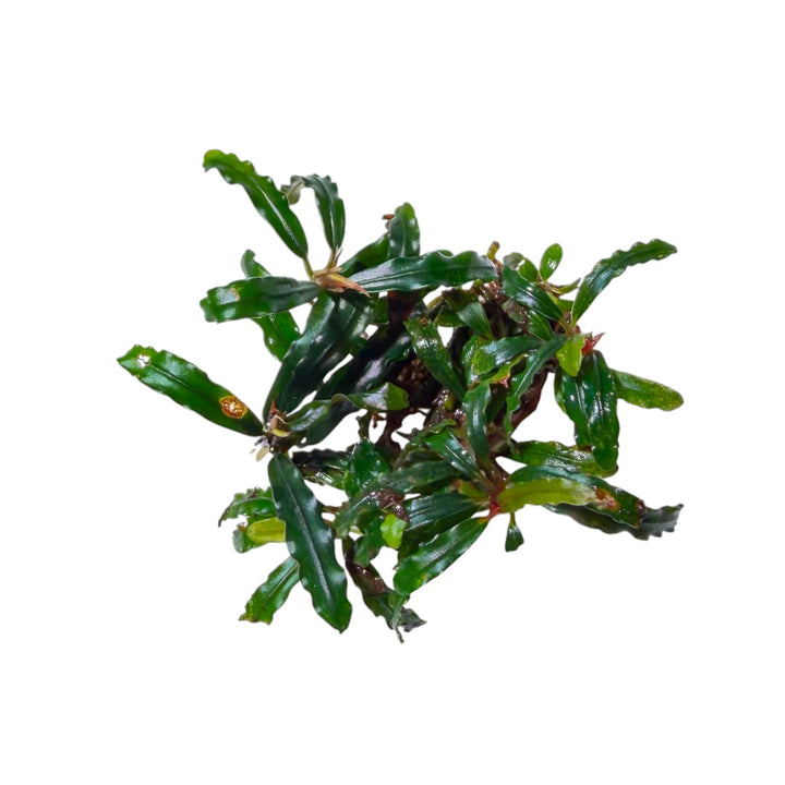 Bucephalandra Broad Wavy