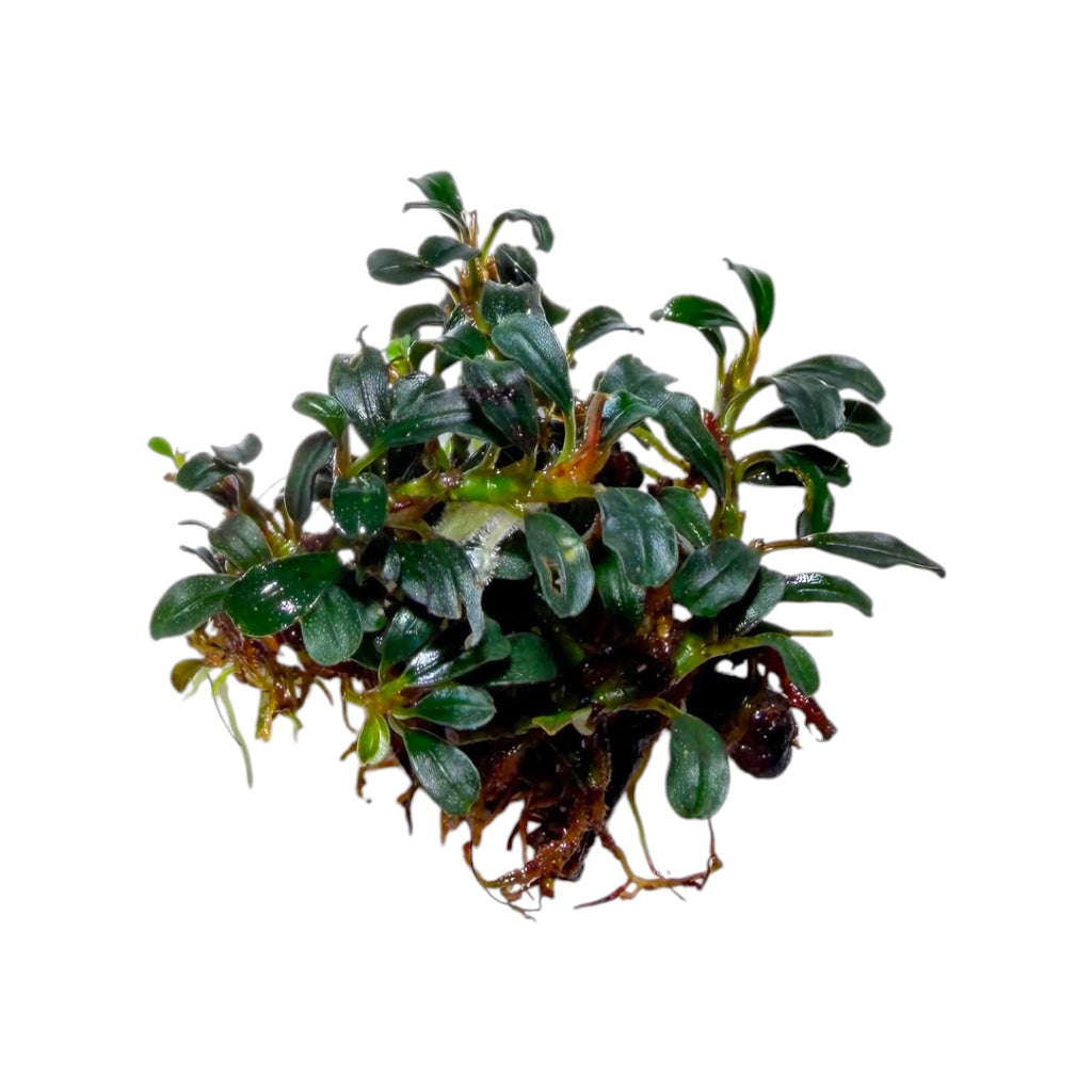 Bucephalandra Brownie Blue