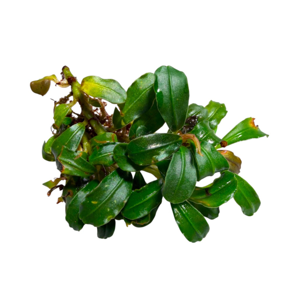 Bucephalandra Lamandau Mini
