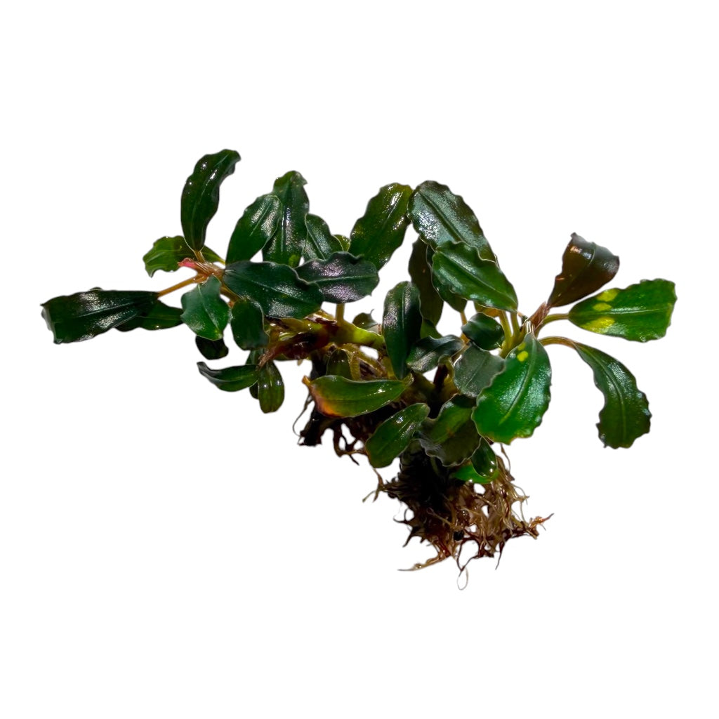 Bucephalandra Lamandau Round