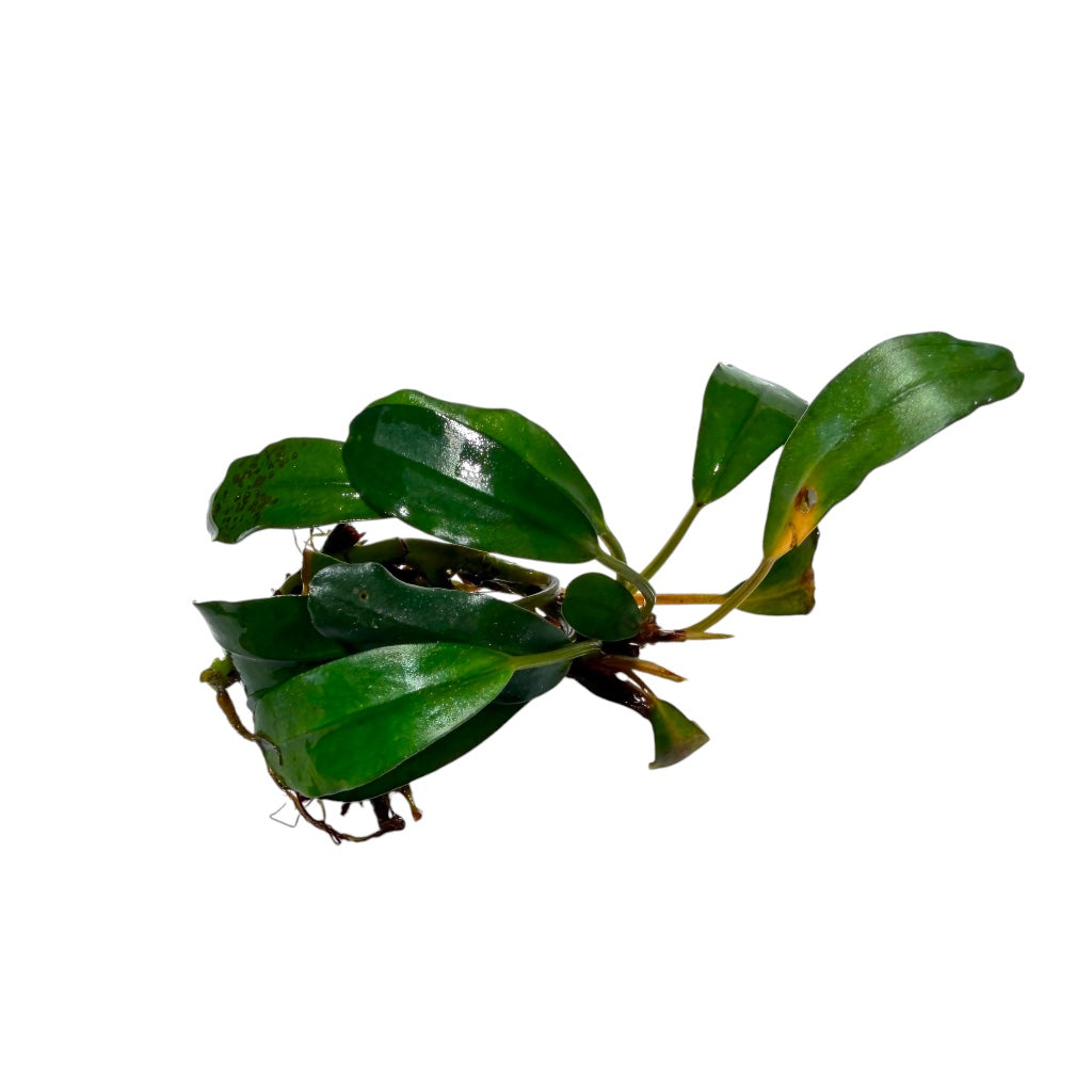 Bucephalandra Venus