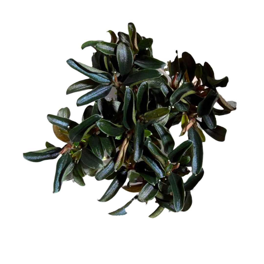 Bucephalandra Red Mini
