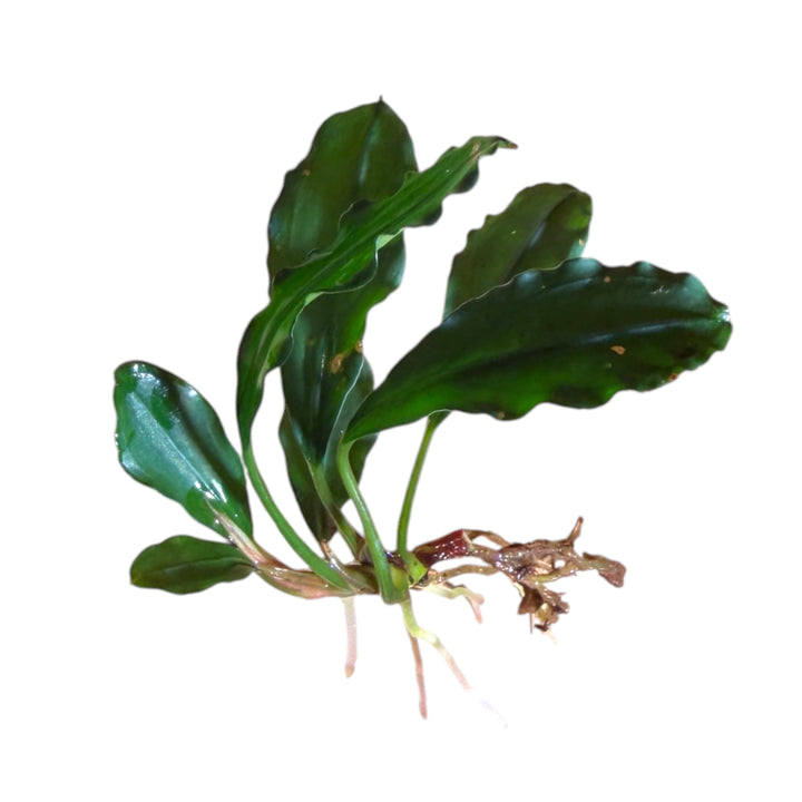 Bucephalandra Super blue