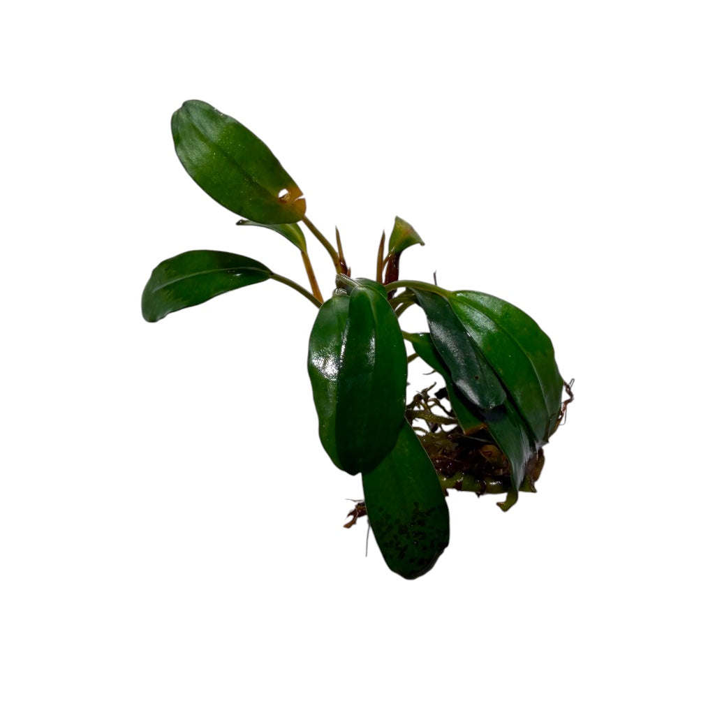 Bucephalandra Venus