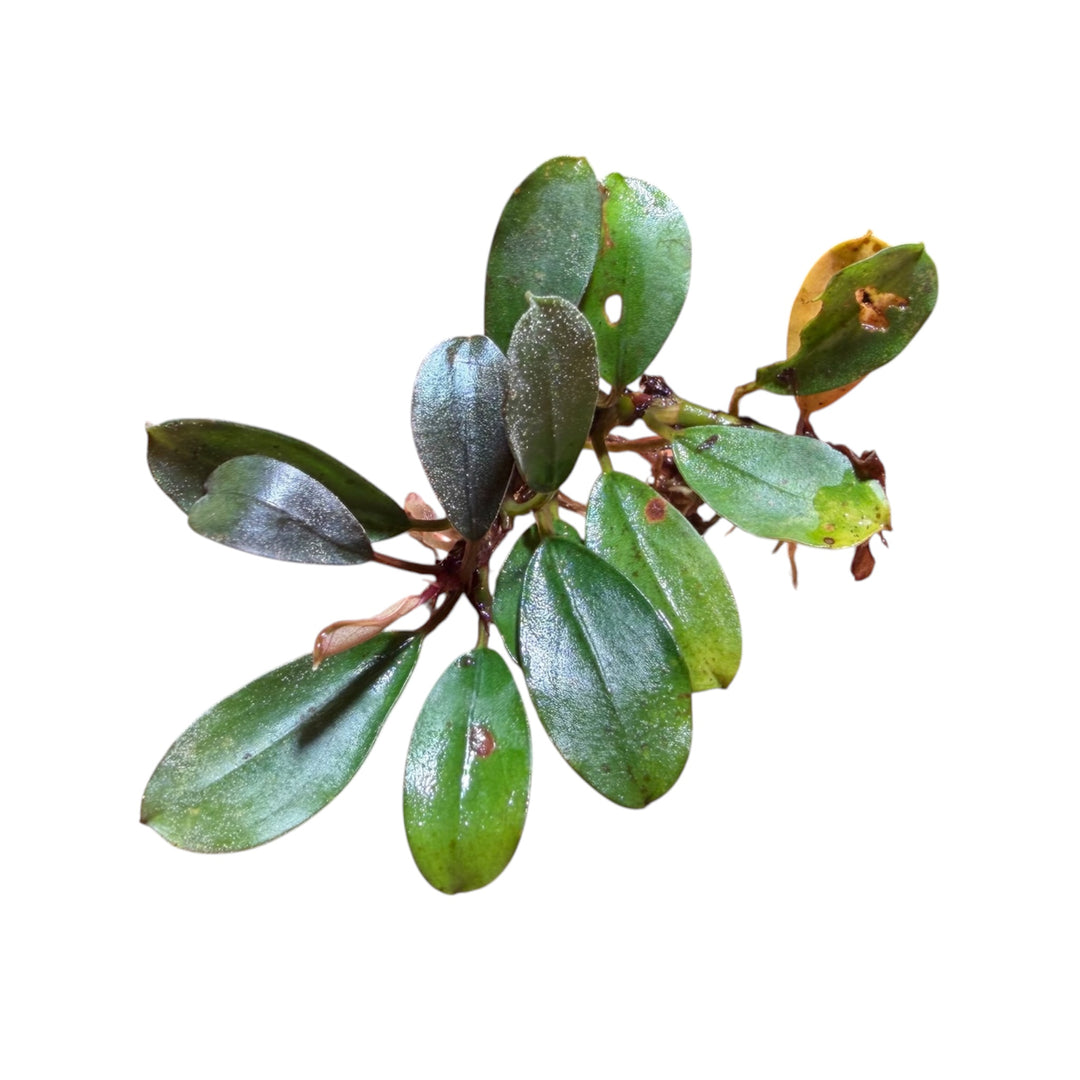 Bucephalandra Wavy Leaf