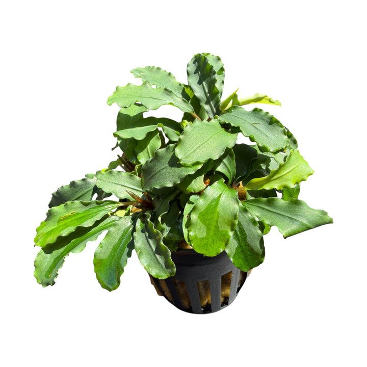 Bucephalandra Green Wavy