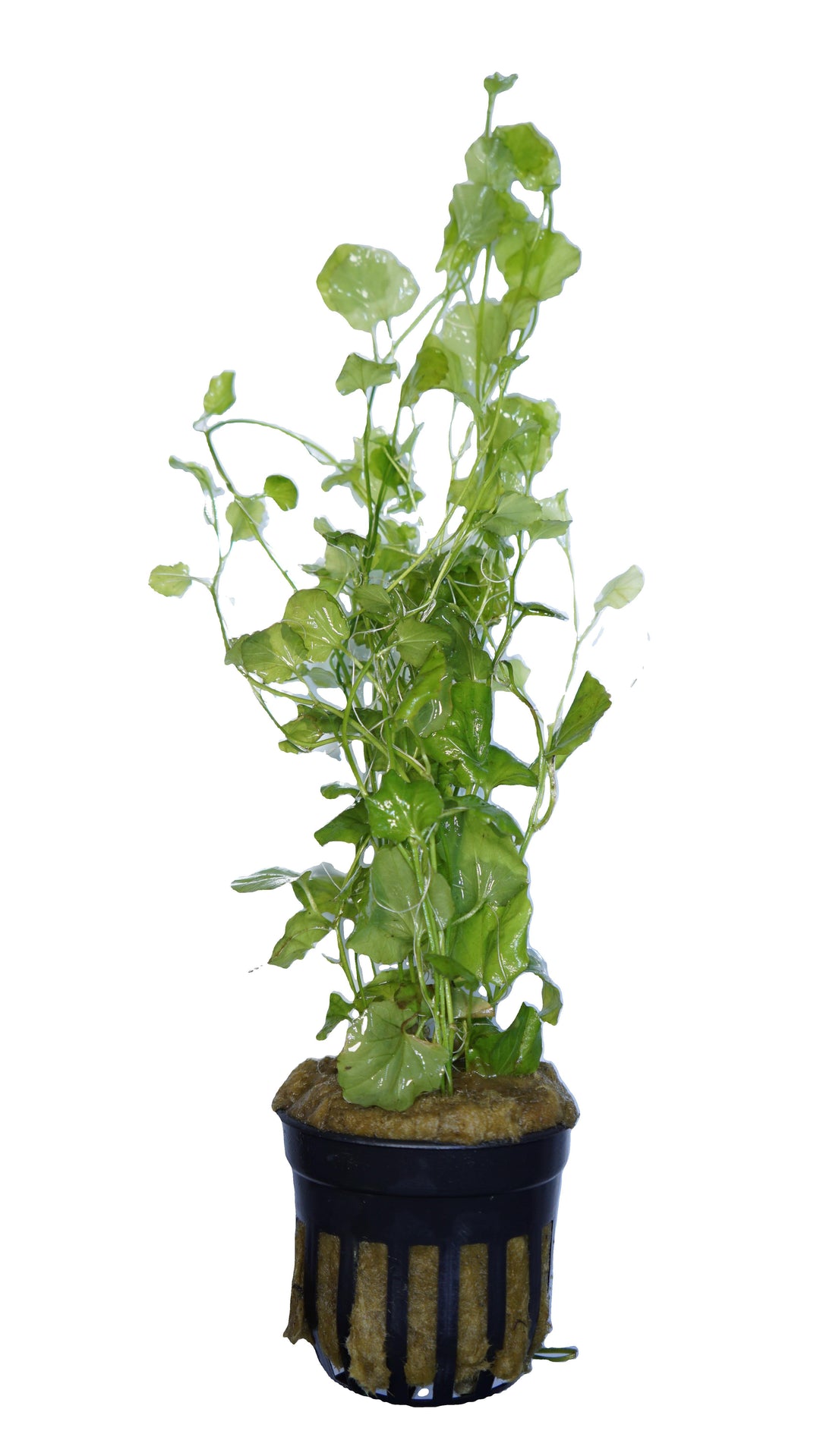 Cardamine lyrata (Indo)