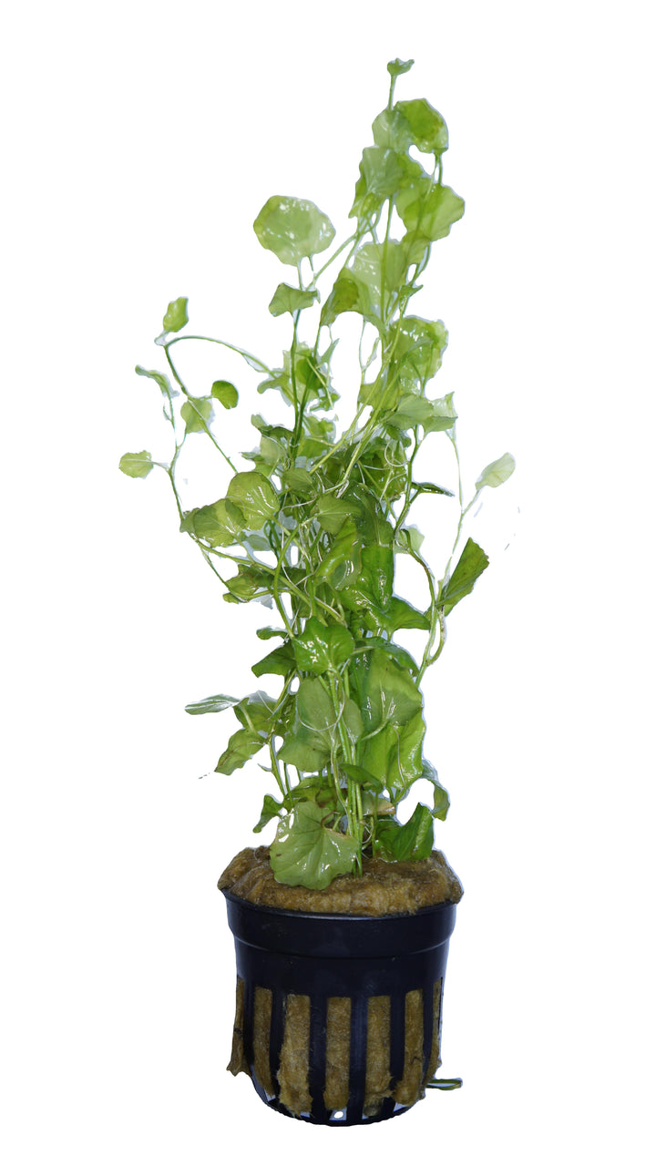 Cardamine lyrata (Indo)