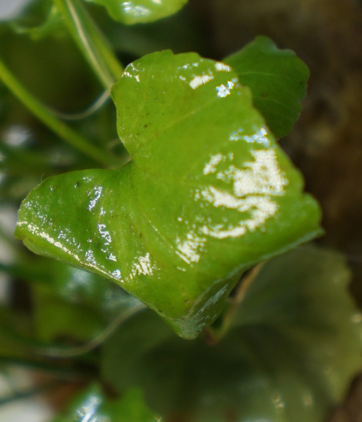 Cardamine lyrata (Indo)