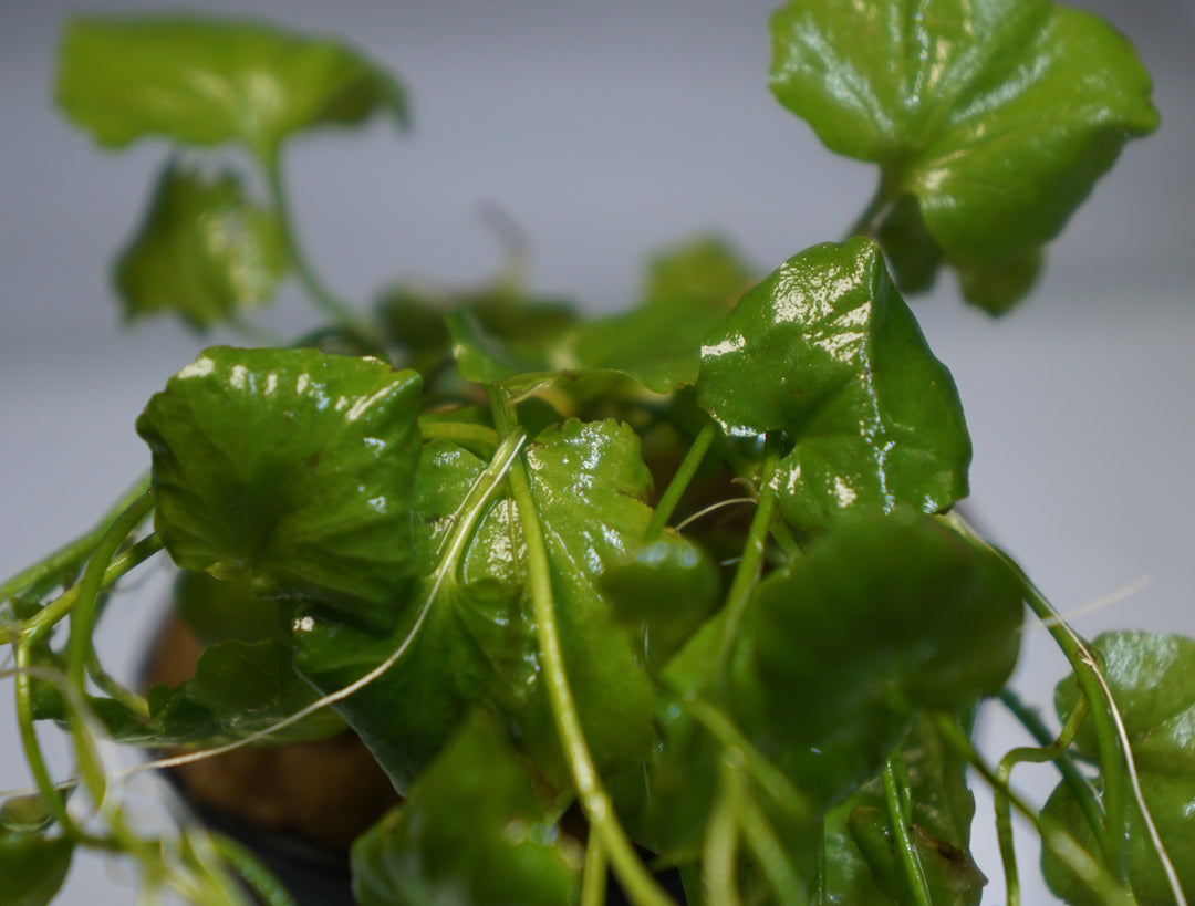 Cardamine lyrata (Indo)
