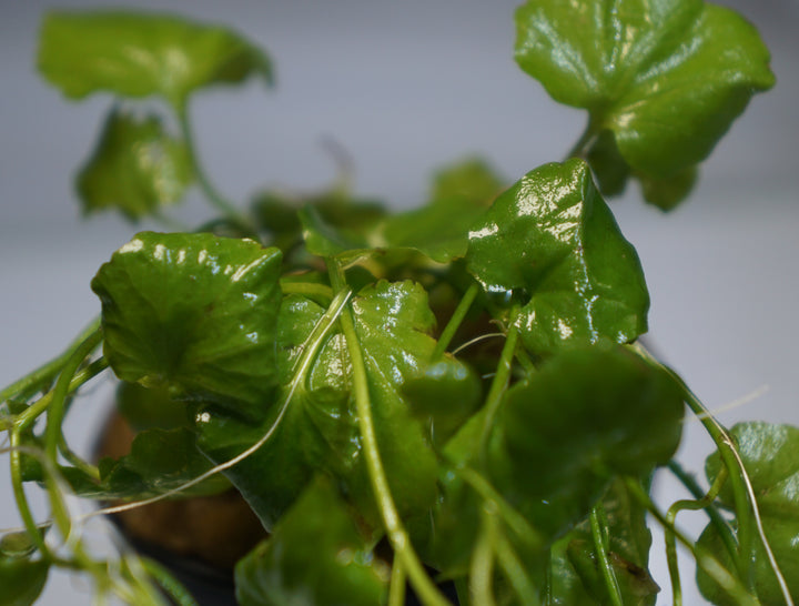 Cardamine lyrata (Indo)