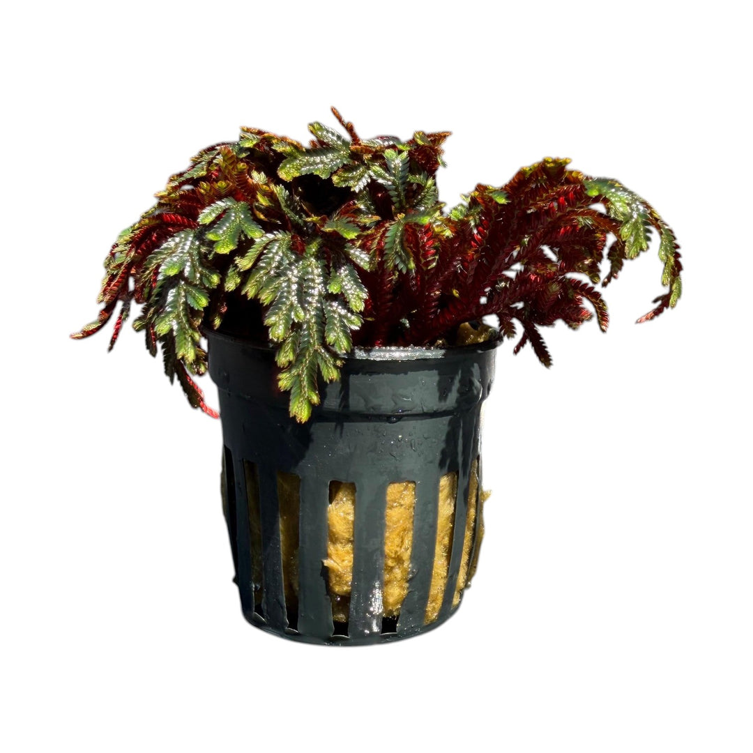 Ruby Red Club Moss