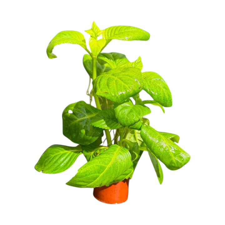 Limnophila rugosa