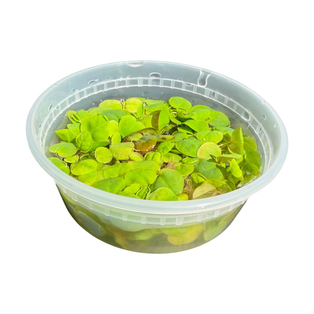 Red Root Floaters