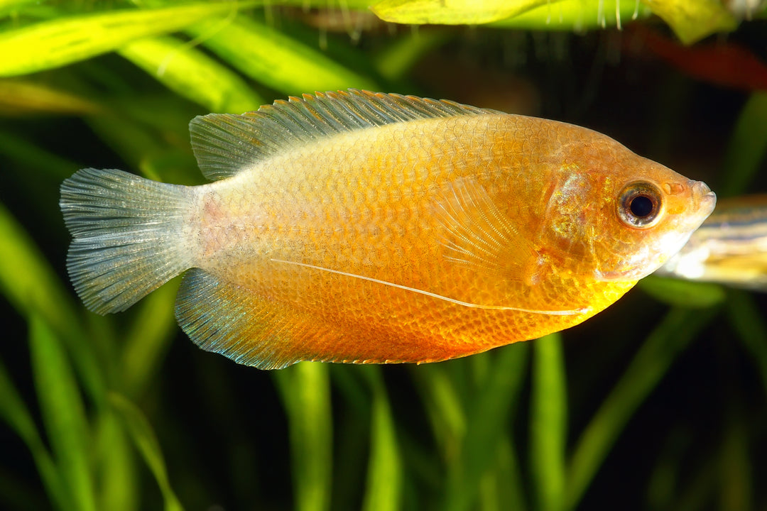 Sunset Honey Gourami