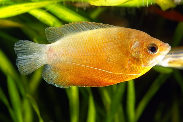 Sunset Honey Gourami