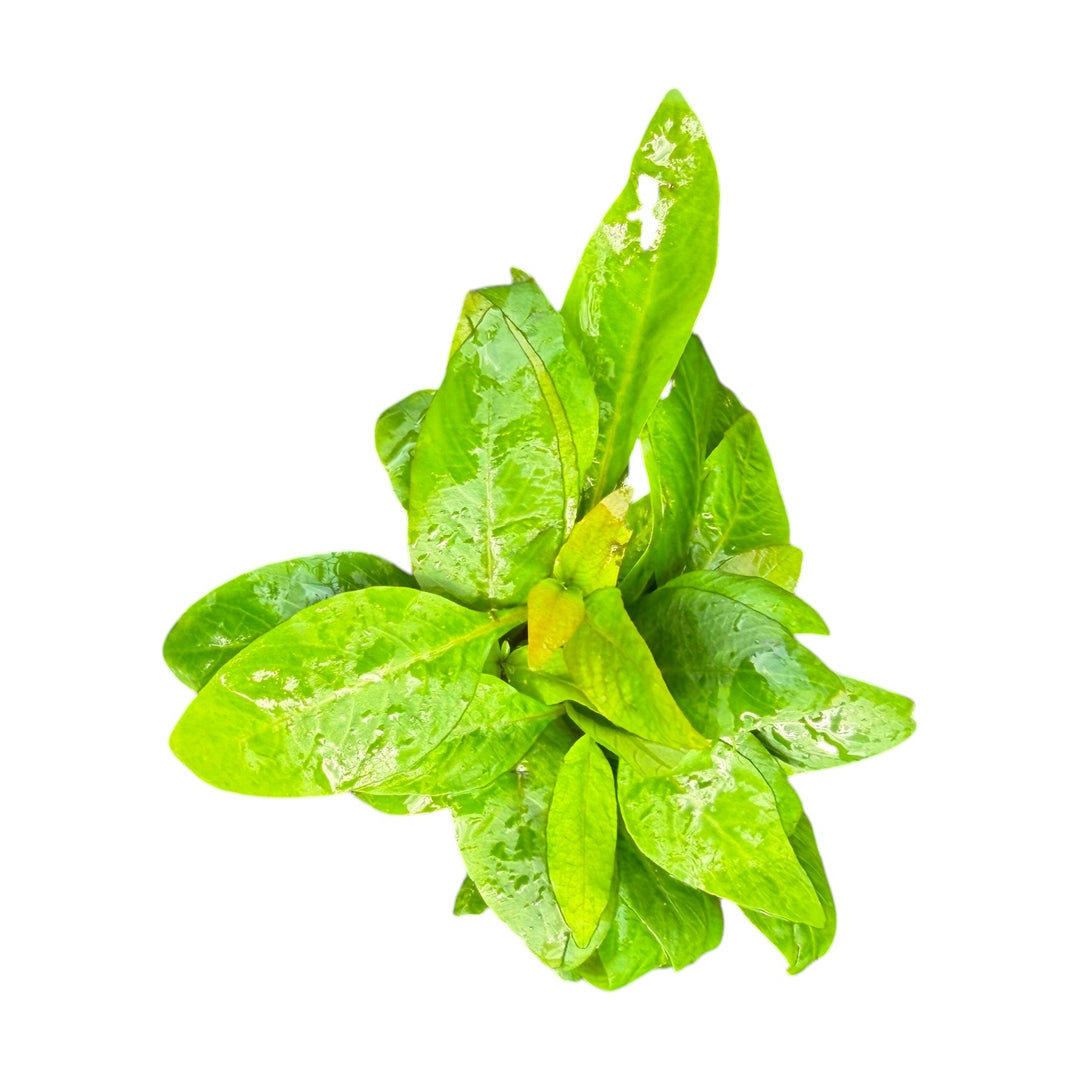 Hygrophila Corymbosa Compacta