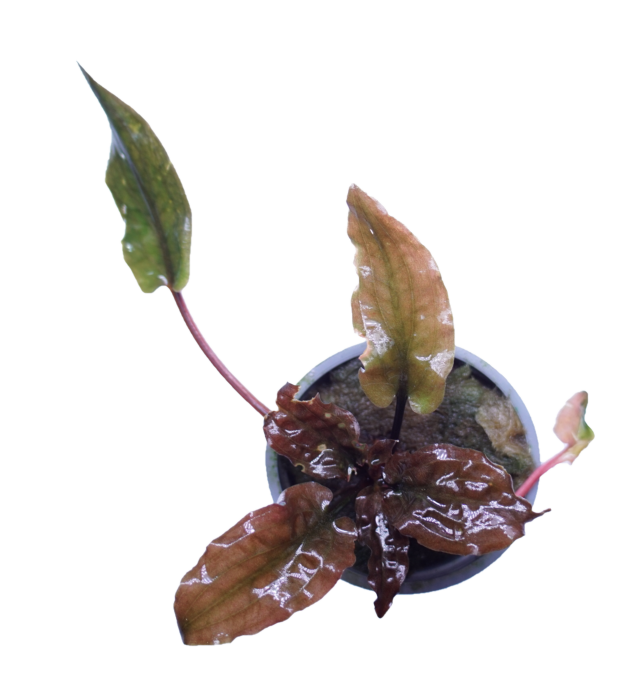 Cryptocoryne Wendtii Red