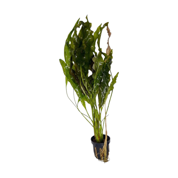 Cuboid Aquatics LLCAponogeton Undulatus aquarium plant with long, crinkled, dark green lanceolate leaves and visible roots in a black pot.