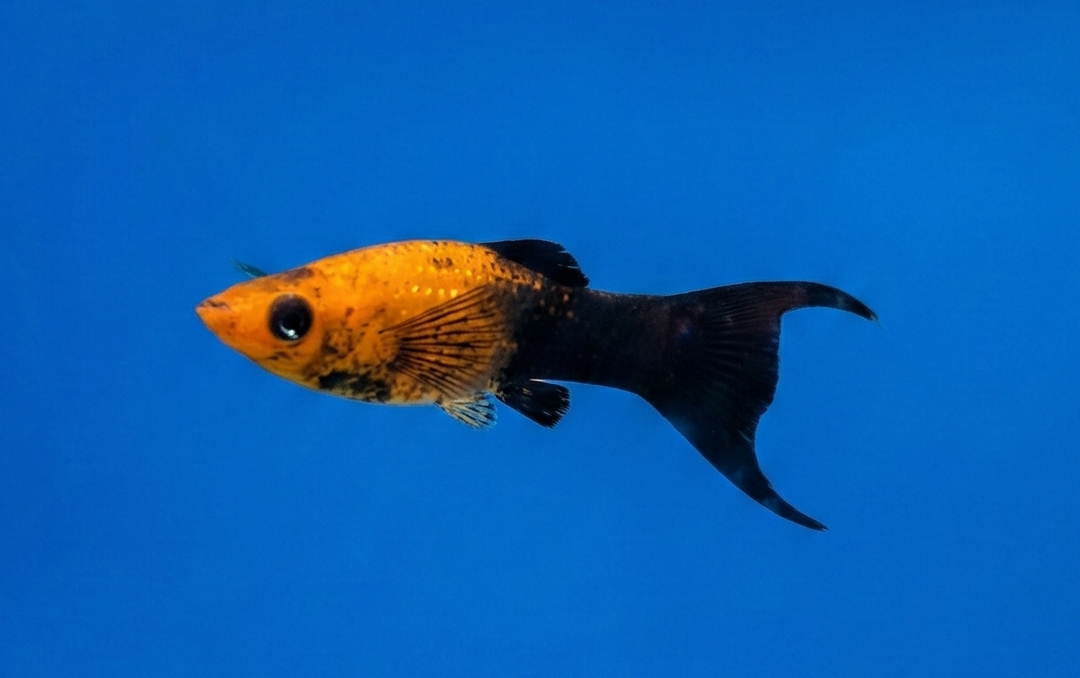 Orange Tuxedo Lyretail Molly