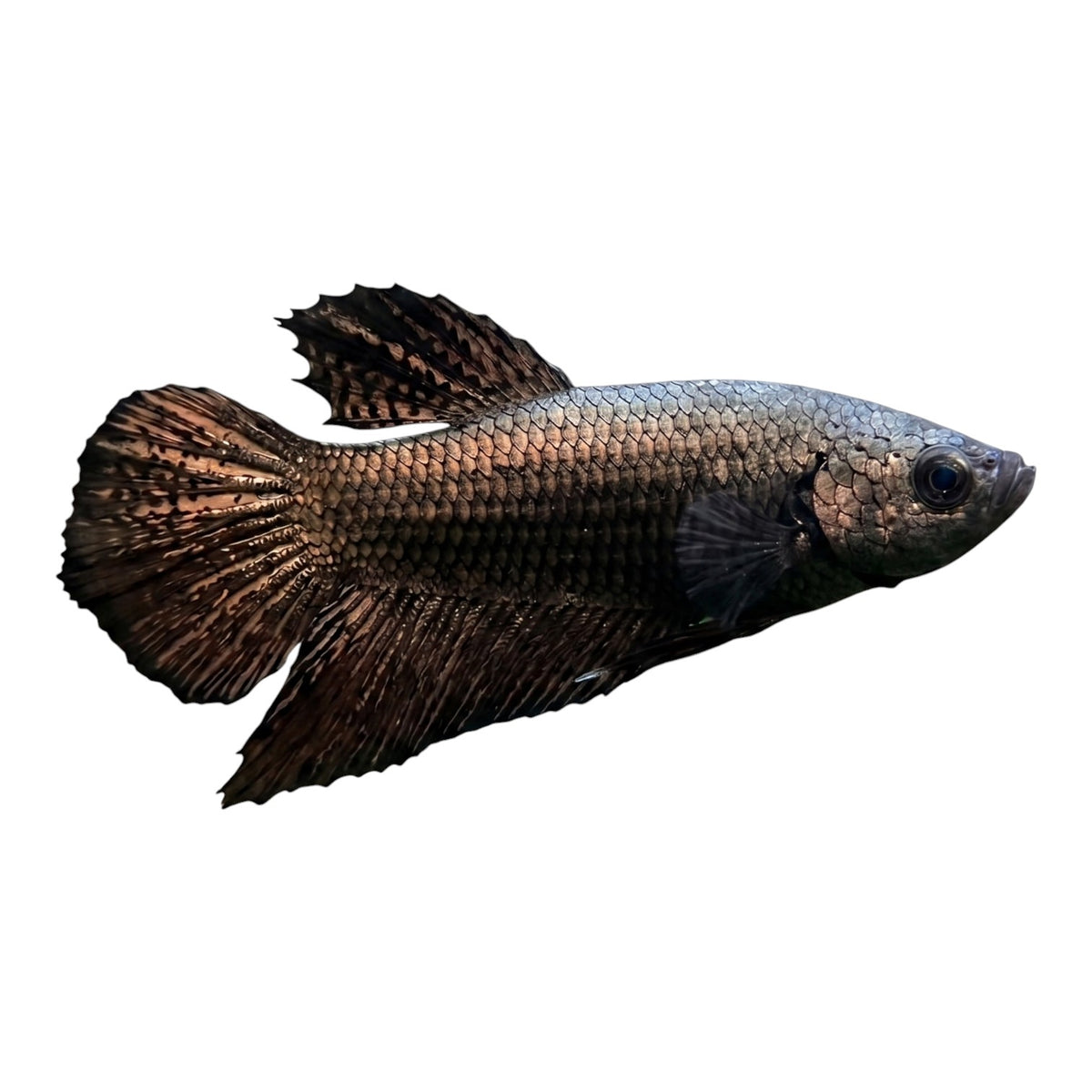 Cuboid Aquatics LLC Red Gold Alien Plakat male betta fish with metallic scales and short, compact fins.