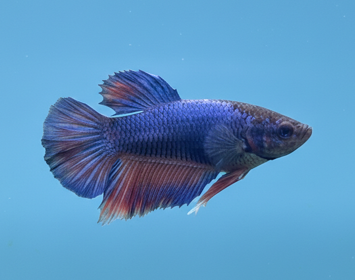 Blue Dragon Halfmoon Female Betta