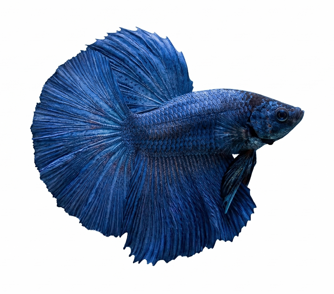 Blue Dragon Halfmoon Male Betta