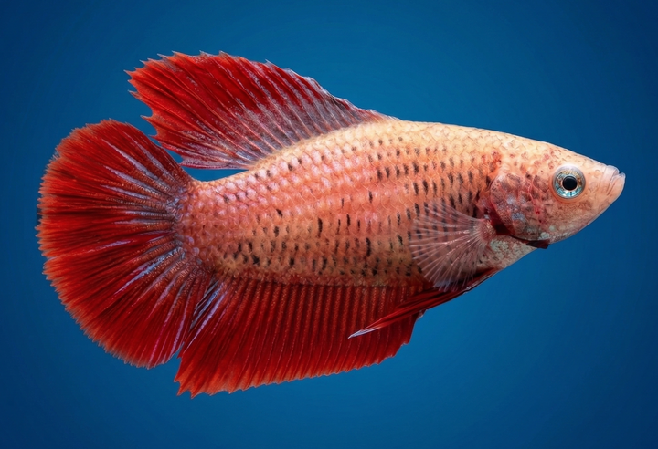 Doubletail Halfmoon Female Betta
